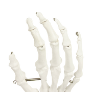 Hand Joint Anatomical Skeleton Model Human Anatomy Study Tool V63-842301