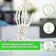 Hand Joint Anatomical Skeleton Model Human Anatomy Study Tool V63-842301