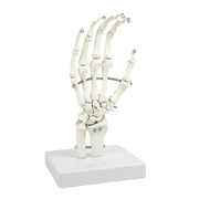 Hand Joint Anatomical Skeleton Model Human Anatomy Study Tool V63-842301