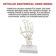 Hand Joint Anatomical Skeleton Model Human Anatomy Study Tool V63-842301