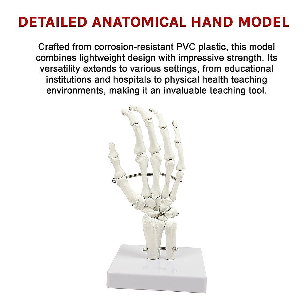 Hand Joint Anatomical Skeleton Model Human Anatomy Study Tool V63-842301