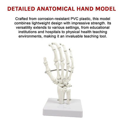 Hand Joint Anatomical Skeleton Model Human Anatomy Study Tool V63-842301
