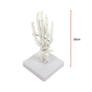 Hand Joint Anatomical Skeleton Model Human Anatomy Study Tool V63-842301