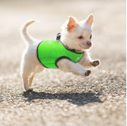 Vest Harness Pet Dog-Cat Step-in Velcro and Buckle Attachments - Moondidley Pets Small Light Blue V631-MDPVESTSLBLU