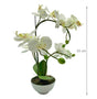 Artificial Orchid w Ceramic Base 44cm V637-AFL17433