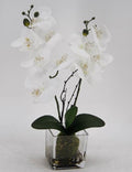 Artificial Orchid in Glass Pot 10x45cm V637-AFL23226