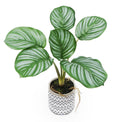 Artificial Calathea in Cement Pot 31cm V637-AFL30467C