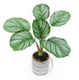 Artificial Calathea in Cement Pot 31cm V637-AFL30467C