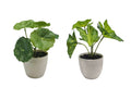 Set 2 Artificial Taro & Lotus Plant In Plastic Pot 7x15cm V637-AFL30967