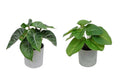 Set 2 Artificial Syngonium & Pilea In Plastic Pot 7x17cm V637-AFL30968