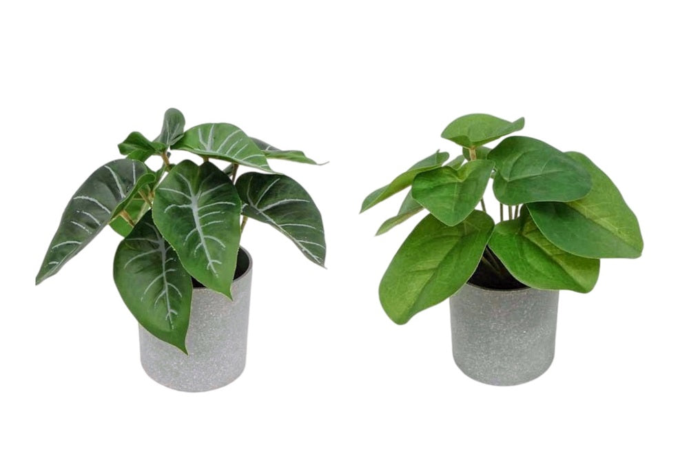 Set 2 Artificial Syngonium & Pilea In Plastic Pot 7x17cm V637-AFL30968