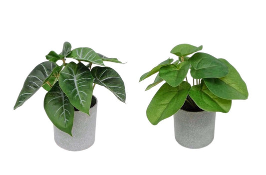 Set 2 Artificial Syngonium & Pilea In Plastic Pot 7x17cm V637-AFL30968