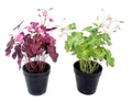 Set 2 Artificial Oxalis Triangularis Plant In Plastic Pot 10x35cm V637-AFL30970