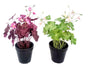 Set 2 Artificial Oxalis Triangularis Plant In Plastic Pot 10x35cm V637-AFL30970