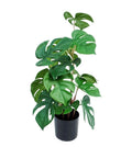 Artificial Monstera In Plastic Pot 10x26cm V637-AFL30971