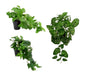 Set 3 Artificial Peacock in Pot Assort 38cm V637-AFL31378