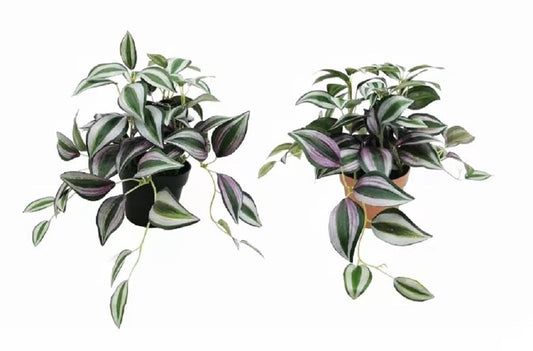 Set 2 Artificial Inch Plant in Pot Assorted 23cm V637-AFL31755
