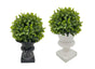 Set 2 Artificial Topiary in Urn Pot Assort 22cm V637-AFL31757