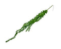 bulk 24 Artificial String Of Pearls Hanging Beads 5 Branches 75x10cm V637-AFL35143