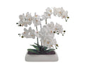 White Orchid In Rectangle Ceramic Pot 56x61cm V637-AFL35436