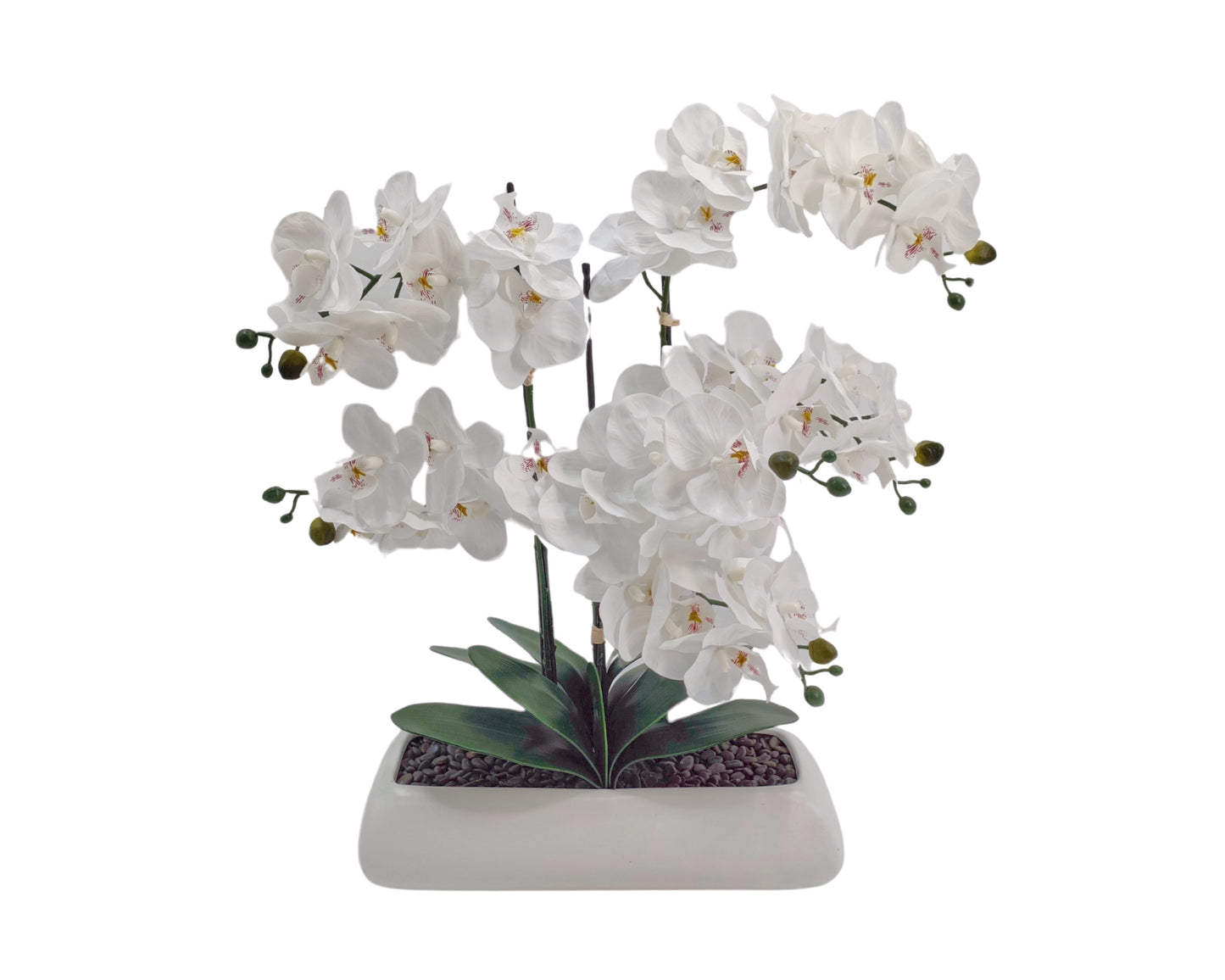White Orchid In Rectangle Ceramic Pot 56x61cm V637-AFL35436