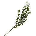 bulk 24 Artificial Eucalyptus Stem 5 Branches 2 Assort 97cm V637-AFL37038