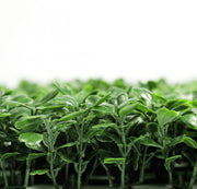 Boxwood Hedge Screen Green Wall Panel UV Resistant 100cm x 100cm V637-DP1000500