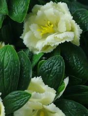 Premium Artificial White Rose Bunch UV Resistant 45cm V637-DP1005881