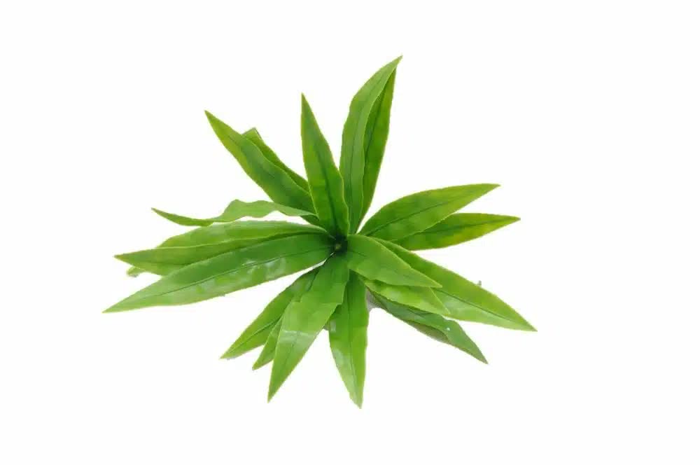 Aloe Vera Stem UV Resistant 20cm V637-DP1005901