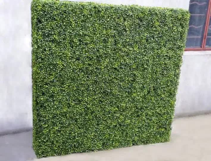 Large Portable Mixed Boxwood Hedge 1.5m by 1.5m UV Resistant V637-DP1012231