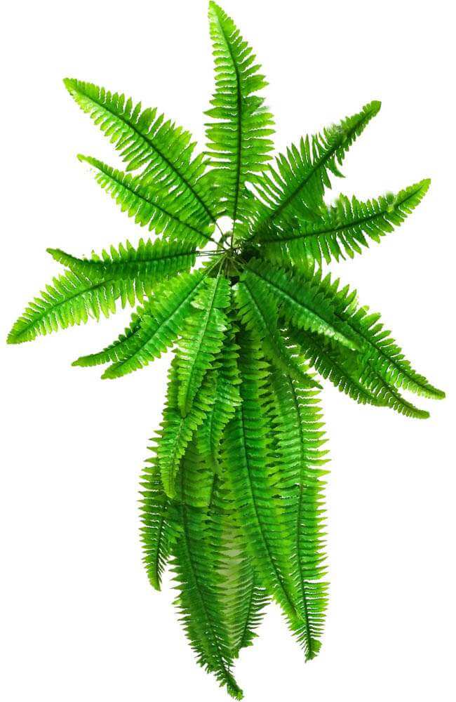 Artificial Boston Hanging Fern 102cm V637-DP1012587