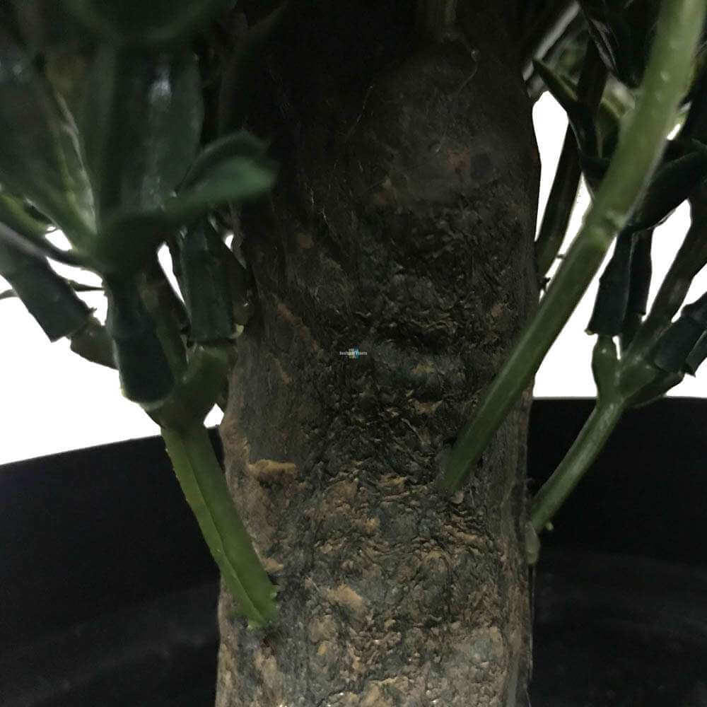 Artificial Topiary Shrub (Hedyotis) UV Resistant 50cm V637-DP1012734