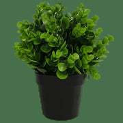 Small Potted Artificial Peperomia Plant UV Resistant 20cm V637-DP1013003
