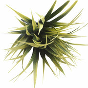 Yellow Tipped Grass Stem UV Resistant 35cm V637-DP1014398