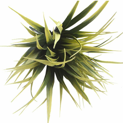 Yellow Tipped Grass Stem UV Resistant 35cm V637-DP1014398