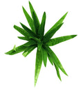 Aloe Vera Stem 30cm V637-DP1014512