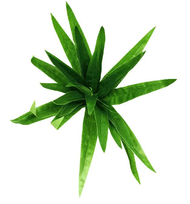 Aloe Vera Stem 30cm V637-DP1014512