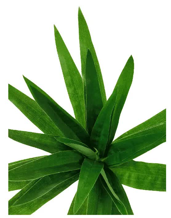 Aloe Vera Stem 30cm V637-DP1014512
