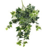 Mixed Green and White Tipped Ivy Bush 100cm V637-DP1014521