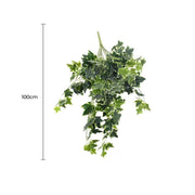 Mixed Green and White Tipped Ivy Bush 100cm V637-DP1014521