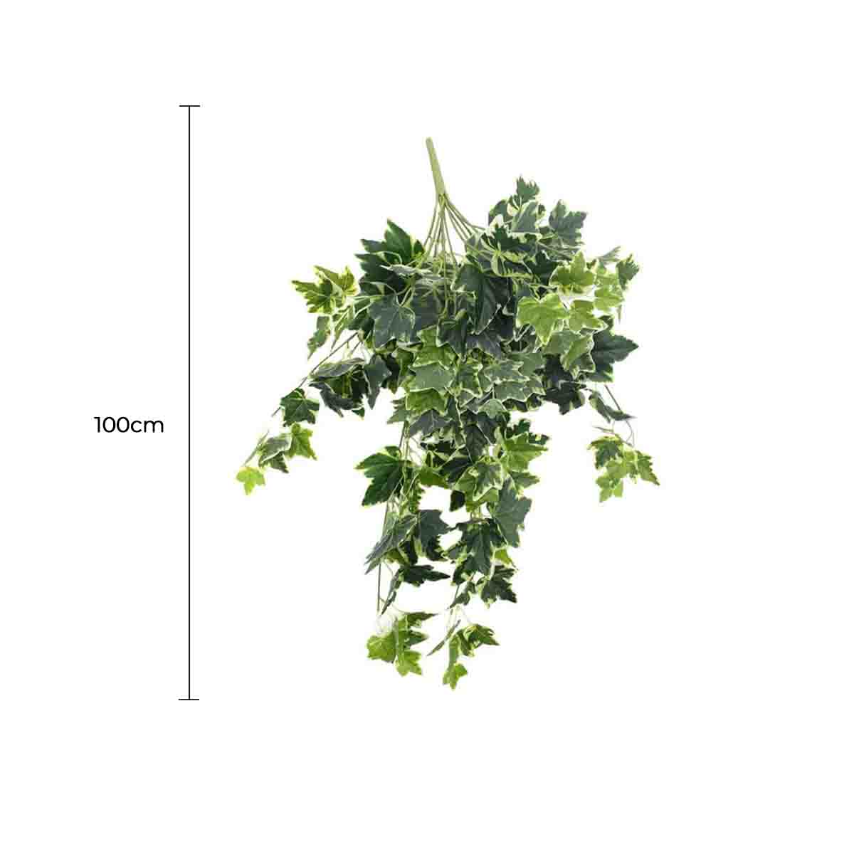Mixed Green and White Tipped Ivy Bush 100cm V637-DP1014521