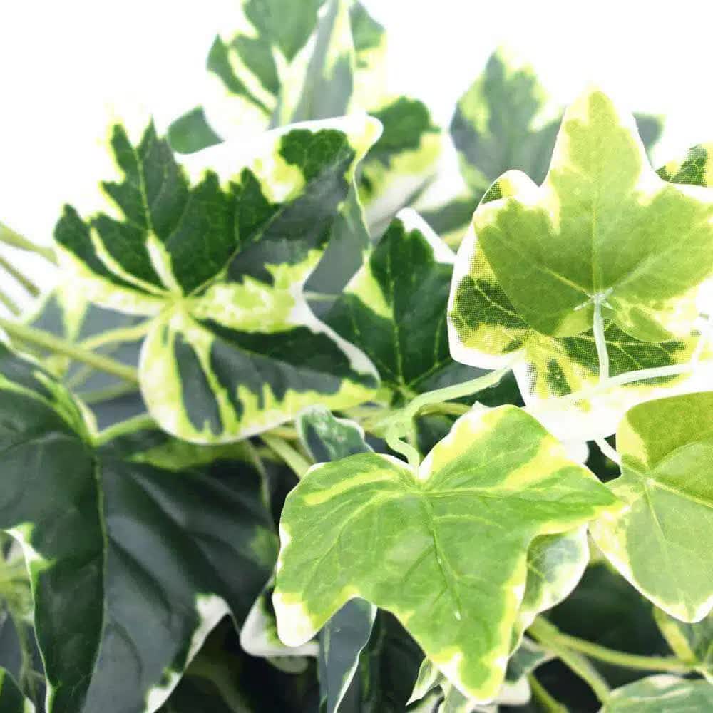 Mixed Green and White Tipped Ivy Bush 100cm V637-DP1014521