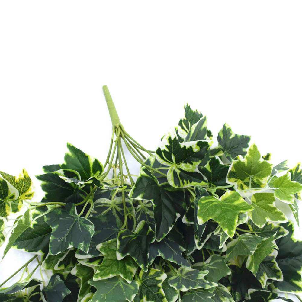 Mixed Green and White Tipped Ivy Bush 100cm V637-DP1014521