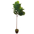 Tall Artificial Fiddle Leaf Fig 170cm V637-DP1016113
