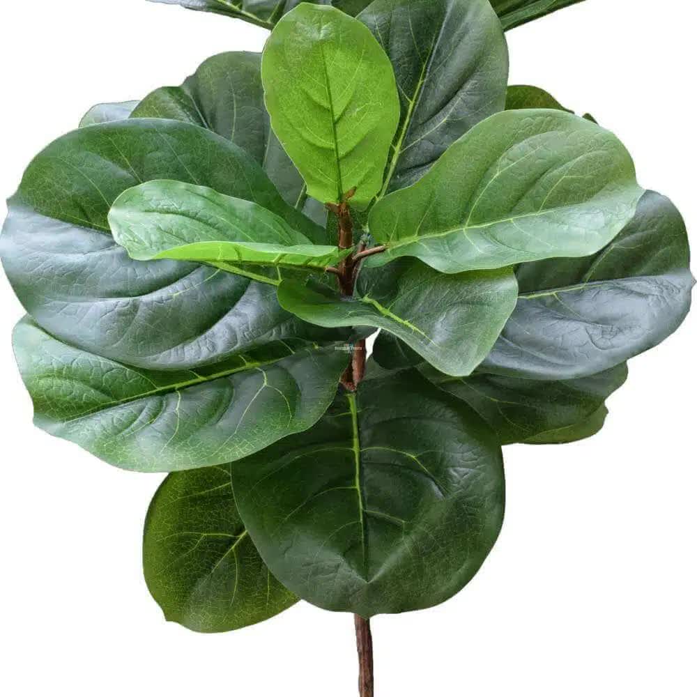 Tall Artificial Fiddle Leaf Fig 170cm V637-DP1016113