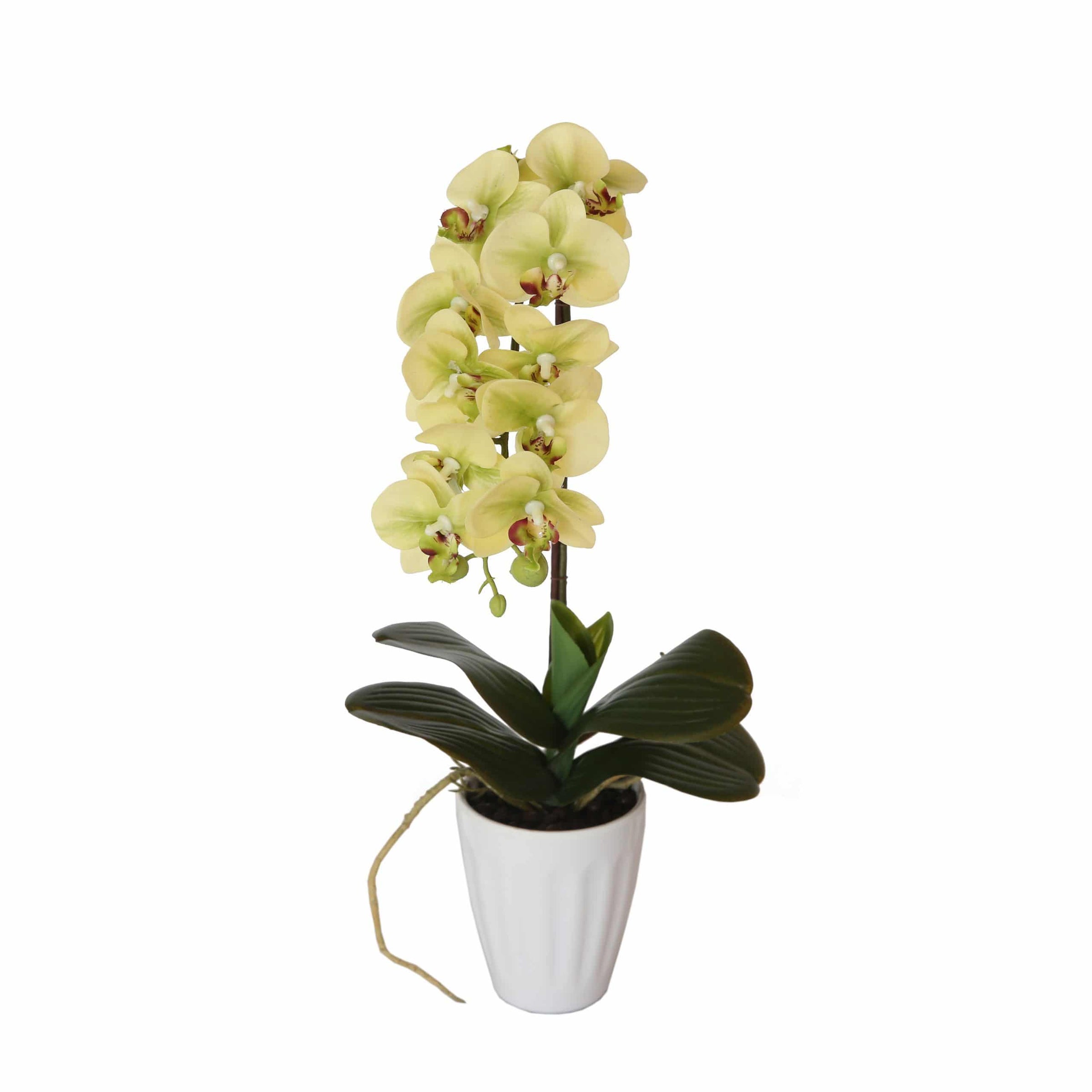 40cm Butterfly Artificial Orchid Cream V637-DP1018501