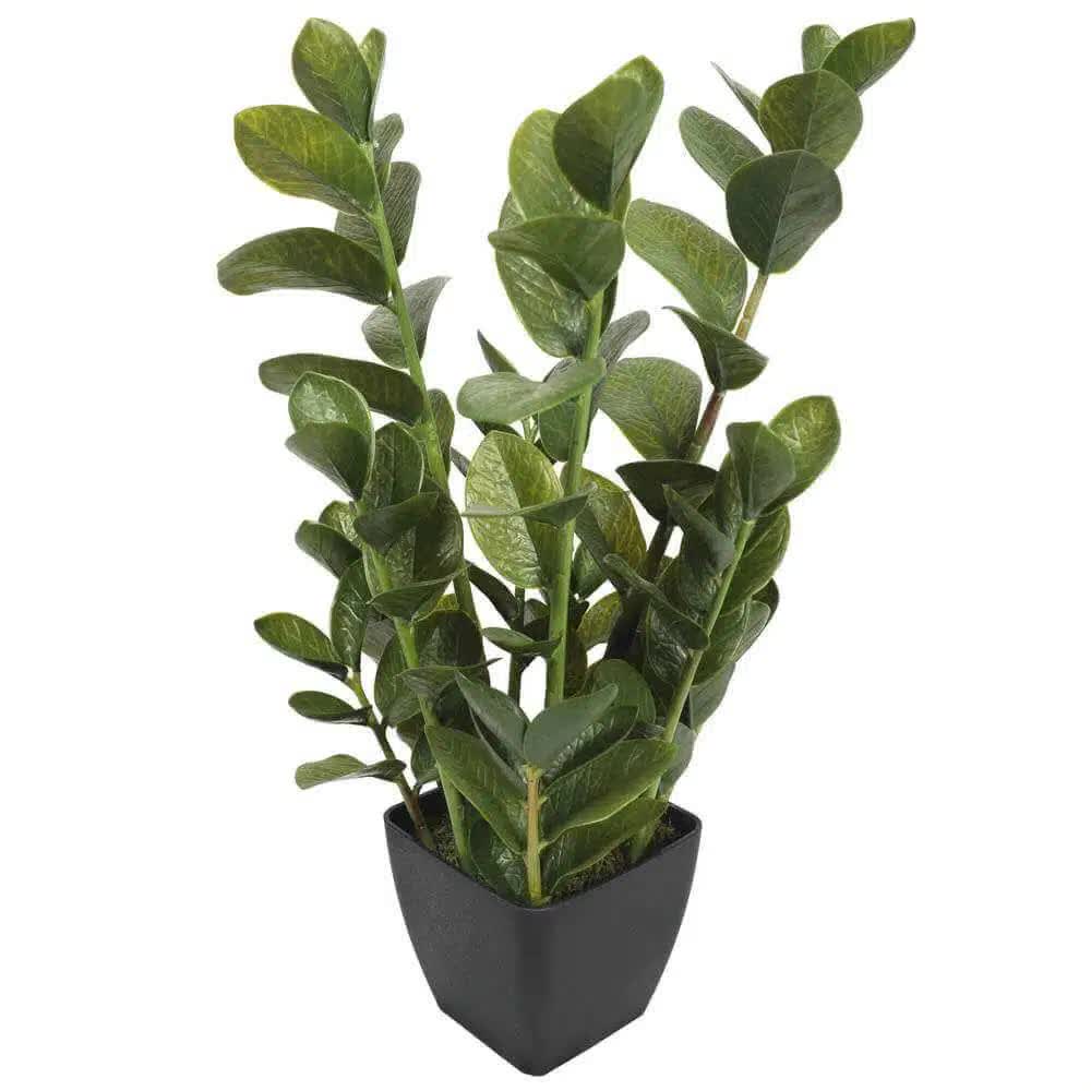 72cm Potted Multi Stem Zanzibar V637-DP1018506