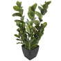 72cm Potted Multi Stem Zanzibar V637-DP1018506