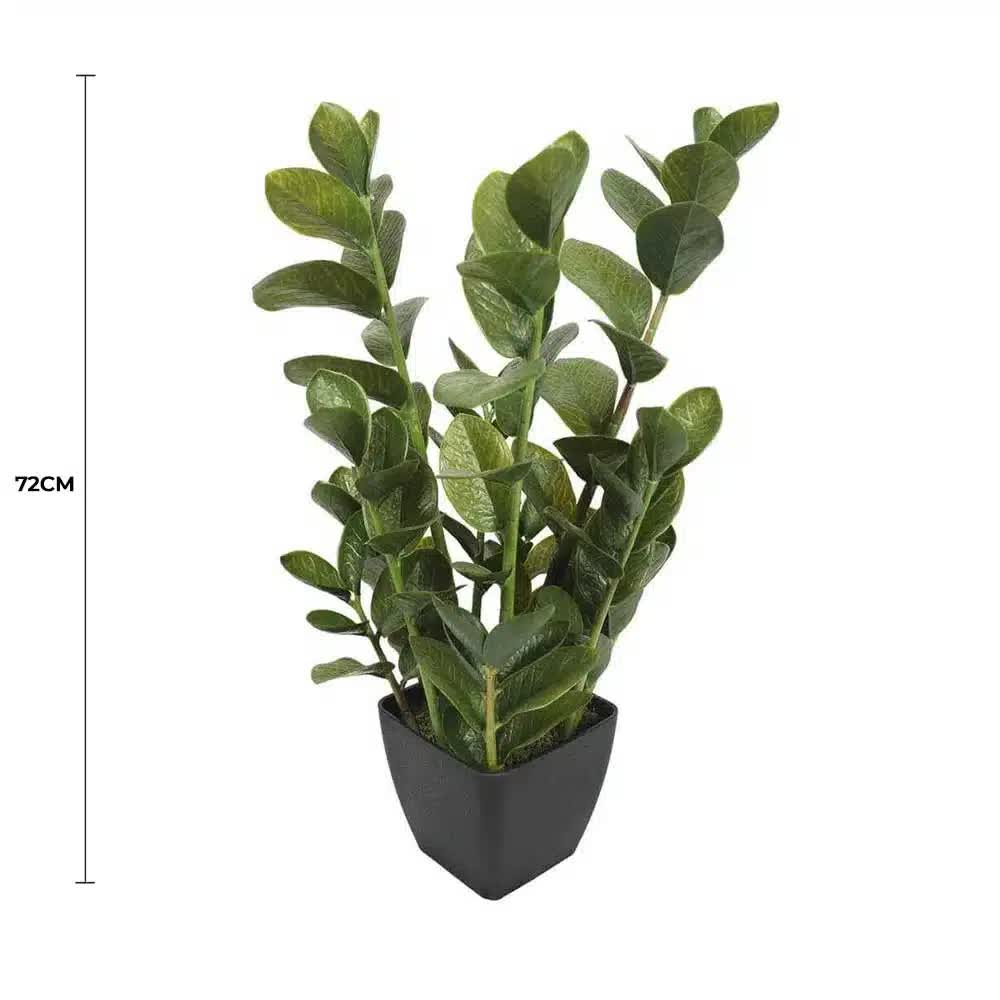 72cm Potted Multi Stem Zanzibar V637-DP1018506