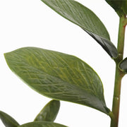 72cm Potted Multi Stem Zanzibar V637-DP1018506